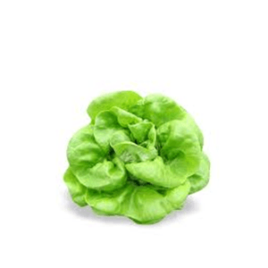 Lechuga Cosecha De Mi Tierra  Hidroponico Mantequilla