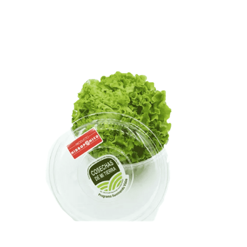 Lechuga-Hidroponico-Cosecha-de-mi-tirrra-7452103300441
