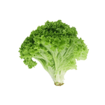 Lechuga-Hidroponica-Crespa-Verde-Por-Media-Libra-7452103300557