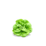 Lechuga-Lechuga-Hidroponica-Mantequilla-7452103300267