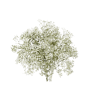 Flores Gipsophila Xtra