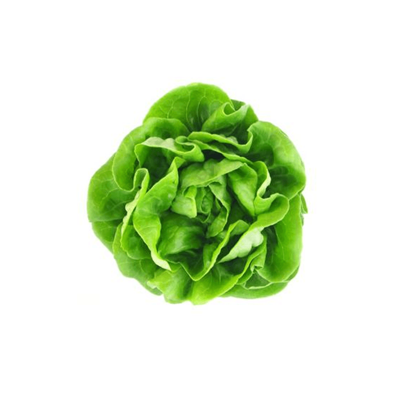Lechuga-Hidroponica-Xtra-Mantequilla-7452103300502